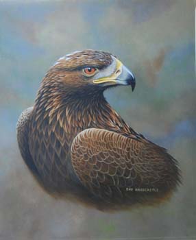 Golden Eagle